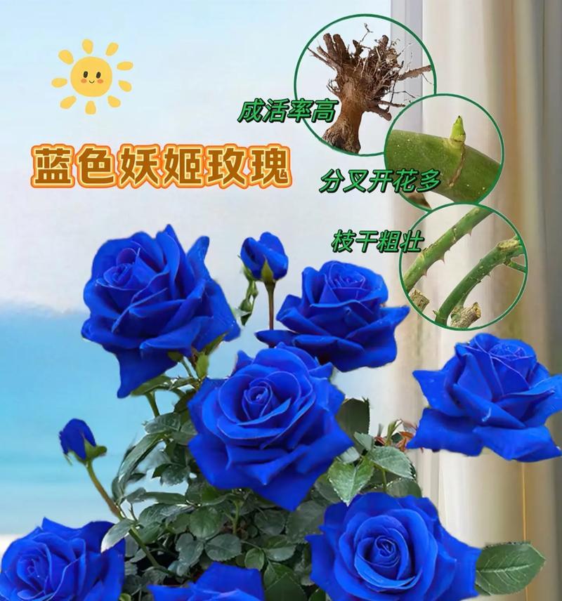 蓝色玫瑰花的含义是什么？蓝色的玫瑰花象征什么？
