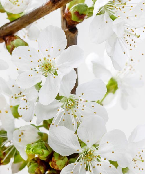 白色苹果花象征着什么？