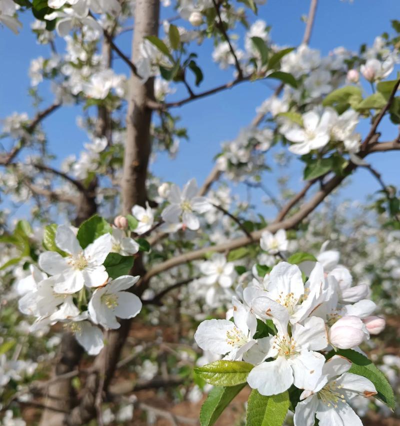 白色苹果花象征着什么？