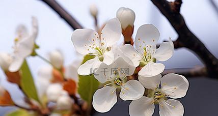 白色苹果花象征着什么？