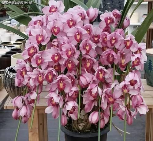 春节花有哪些寓意？春节花卉的象征意义是什么？