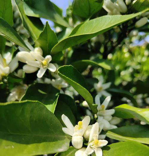 春节花有哪些寓意？春节花卉的象征意义是什么？
