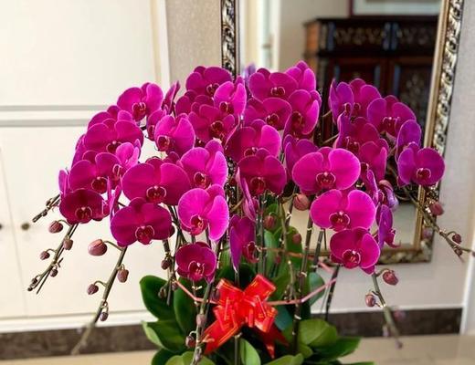 春节花有哪些寓意？春节花卉的象征意义是什么？