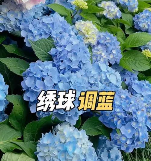 哪种蓝色的花象征友情？友情花语的蓝色花有哪些？