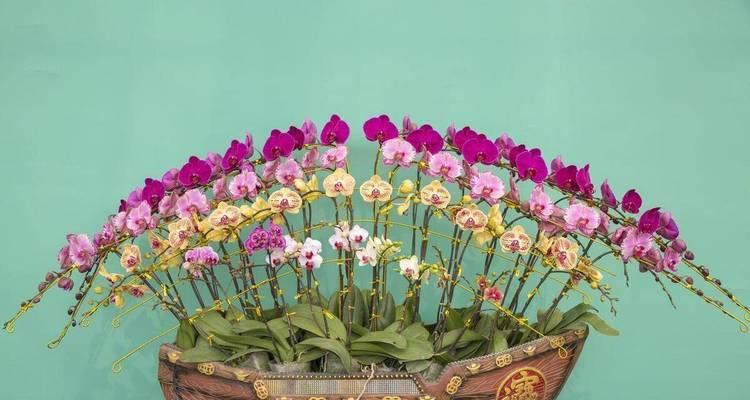 送老人什么花有寓意？哪种花象征健康平安？