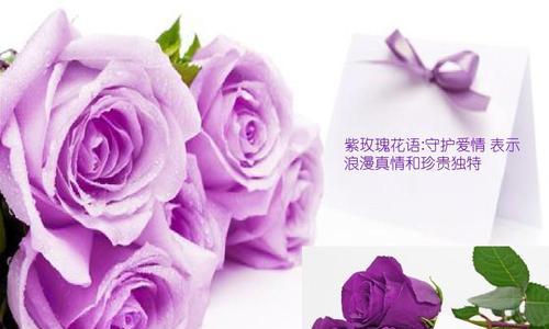 花的寓意和花语紫色代表什么？紫色花有何特别含义？