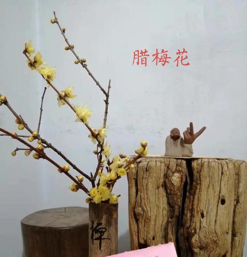 红腊梅在情人节的寓意是什么？情人节送红腊梅代表什么？