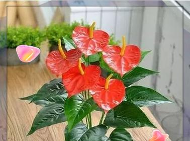 春节期间买什么花有吉祥寓意？