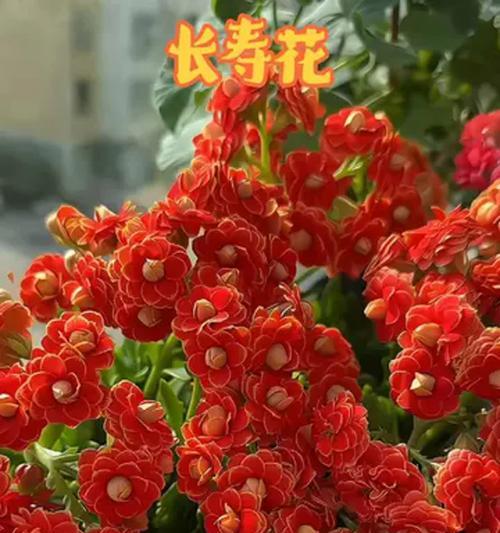 春节期间买什么花有吉祥寓意？