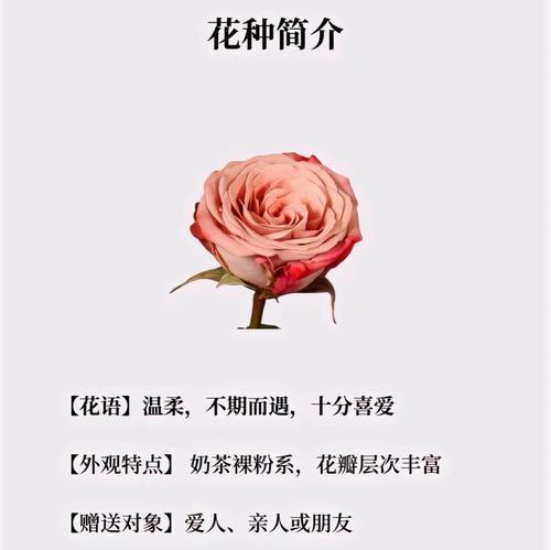 十二种花色分别代表什么？它们的花语有哪些？