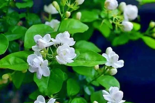 哪些花自古以来象征爱情？爱情的花卉象征有哪些？