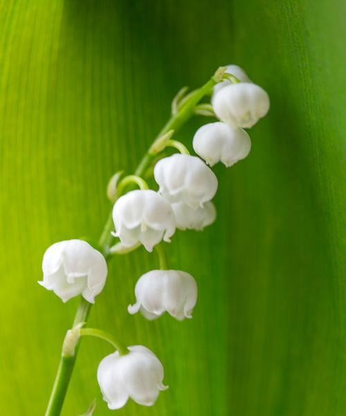 铃兰手捧花有何寓意？它在花语中代表什么？