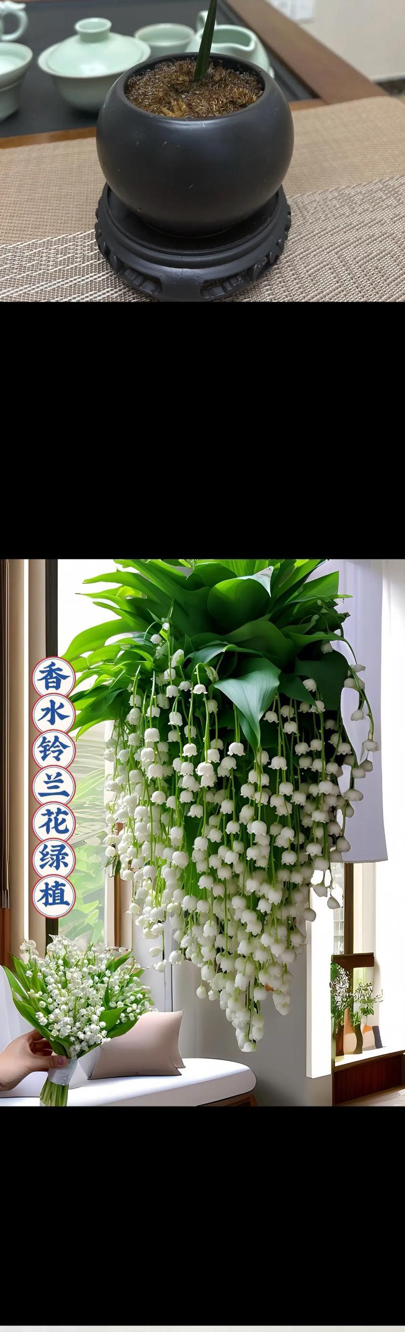 铃兰手捧花有何寓意？它在花语中代表什么？