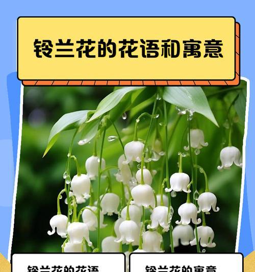 铃兰手捧花有何寓意？它在花语中代表什么？