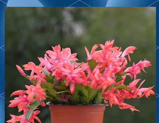 春节适合种植哪种寓意花？春节寓意花有哪些？