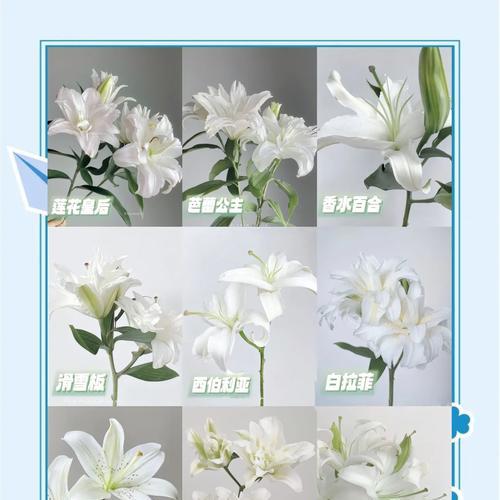 百合花各颜色代表什么寓意？
