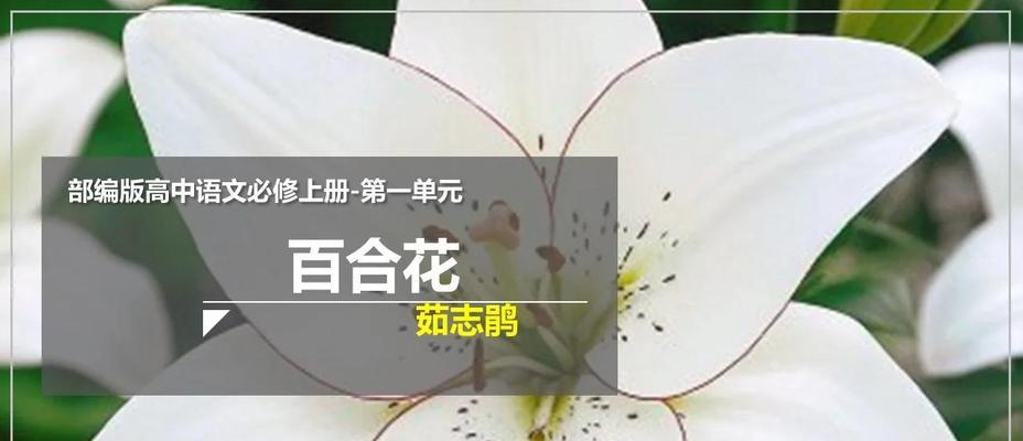 百合花各颜色代表什么寓意？