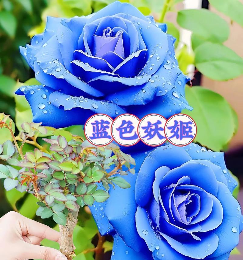 淡蓝色花卉有哪些寓意？淡蓝色花的花语是什么？