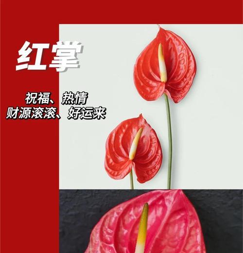 长辈送的花有哪些花语寓意？