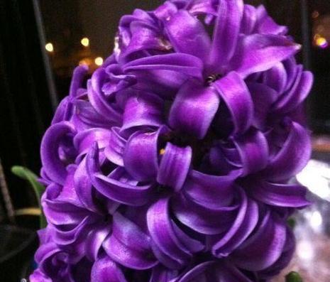 六瓣紫色花代表什么？六瓣紫色花的花语和寓意是什么？