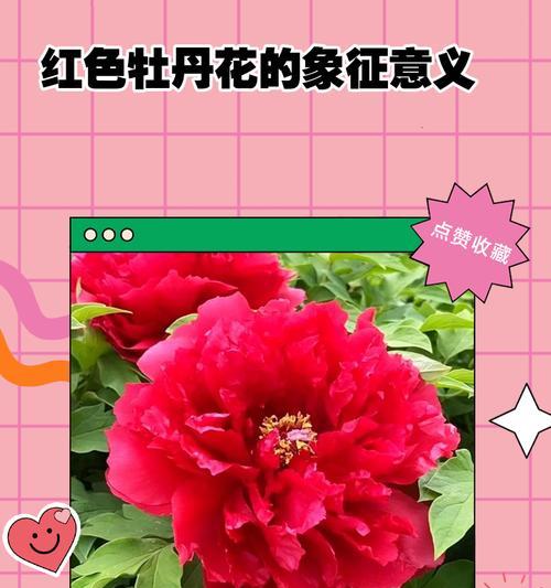 红色花象征爱情吗？哪种红色花最代表爱情？