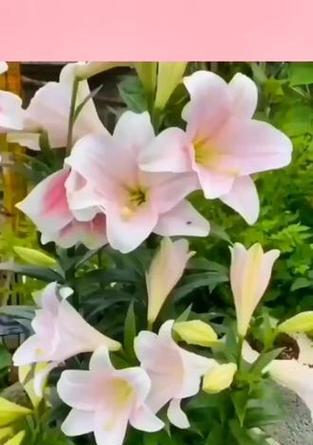 紫红色食用百合花代表什么？