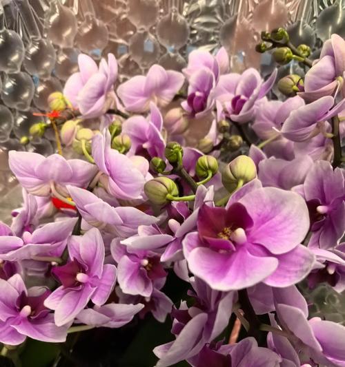 粉色兰草花的花语是什么？