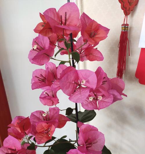 粉色兰草花的花语是什么？