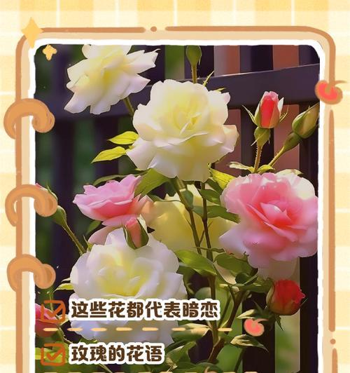 彩色花有哪些含义？它们各自象征什么？