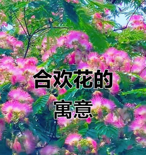 哪些花象征着平安？它们在文化中的意义是什么？