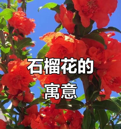 哪些花象征着平安？它们在文化中的意义是什么？