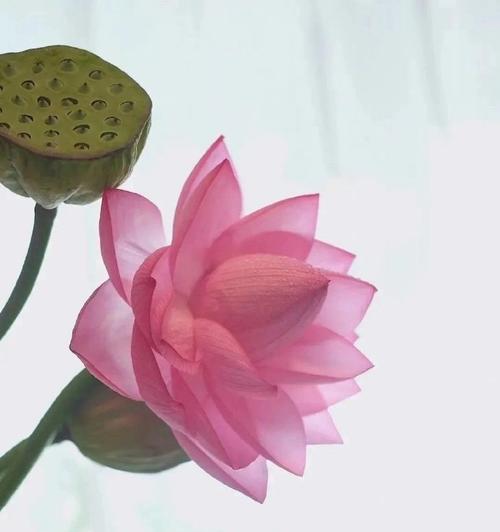 哪种花寓意事业成功？如何用花表达成功？