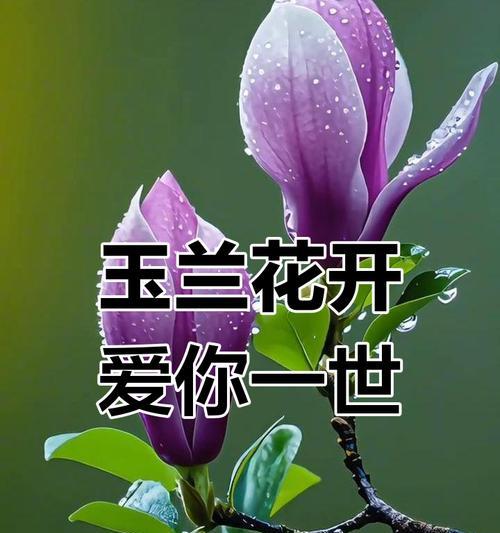 红色龙舌花的花语是什么？红色龙舌花的寓意是什么？
