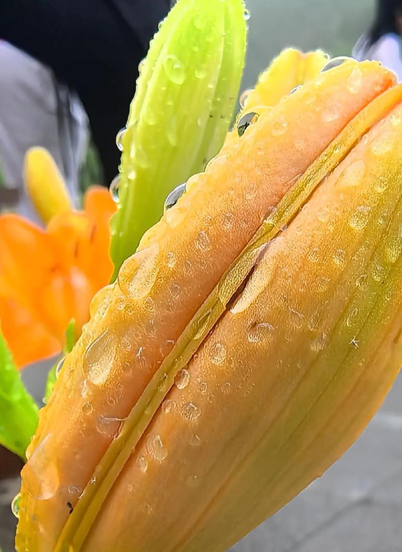 哪种花寓意着健康平安？它的花语有哪些？