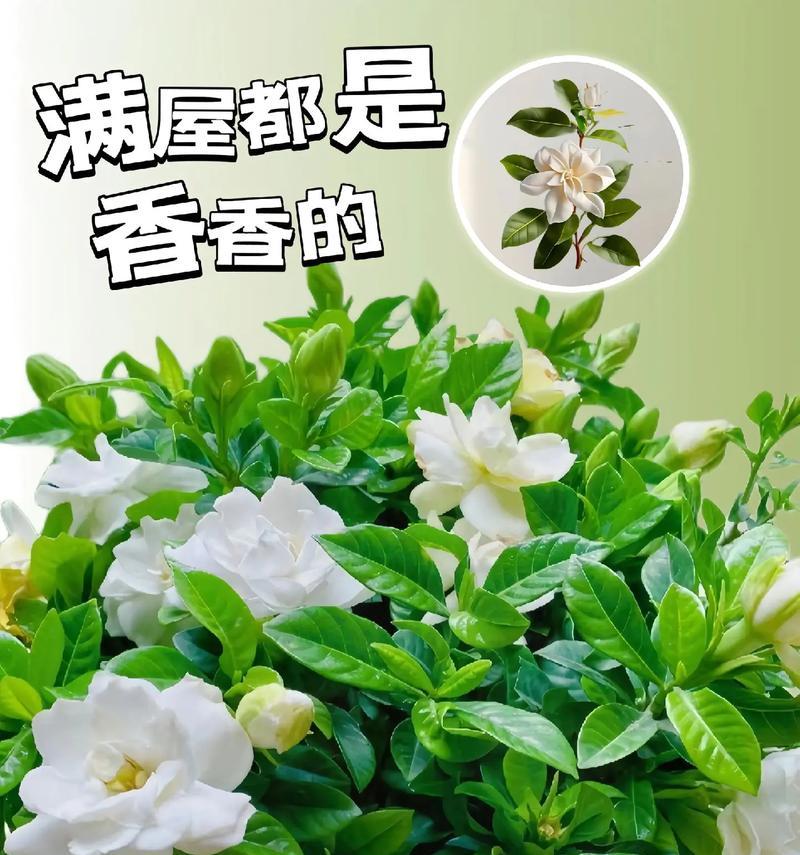 栀子花的花语是什么？它如何象征美好的爱情？