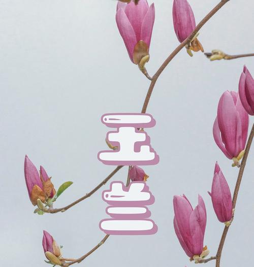 爱情花语中，哪些花代表了真挚的爱情？
