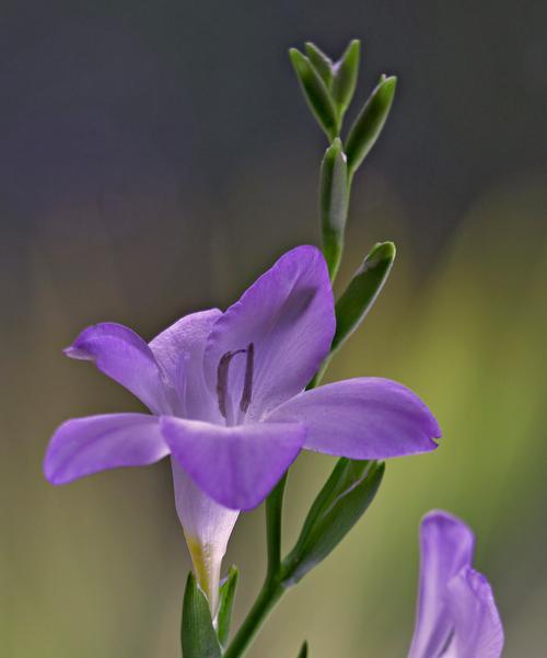 爱情花语中，哪些花代表了真挚的爱情？