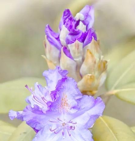 紫色杜鹃花代表什么？杜鹃花有哪些花语？