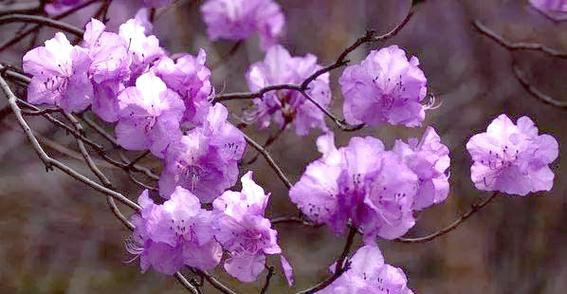 紫色杜鹃花代表什么？杜鹃花有哪些花语？