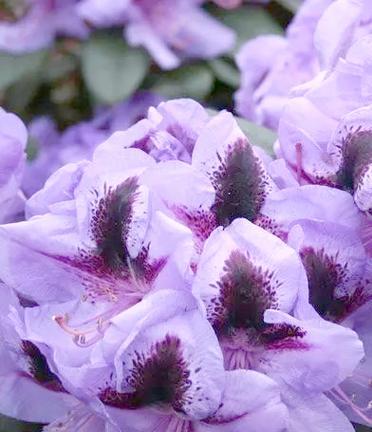 紫色杜鹃花代表什么？杜鹃花有哪些花语？