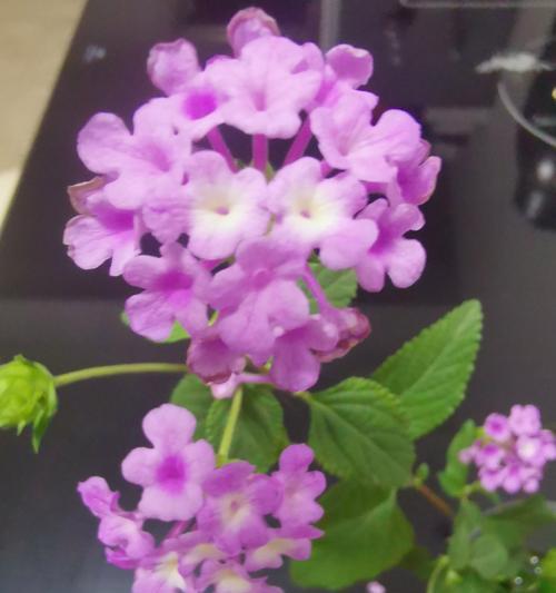 老人口中的花语有哪些？它们各自代表什么？