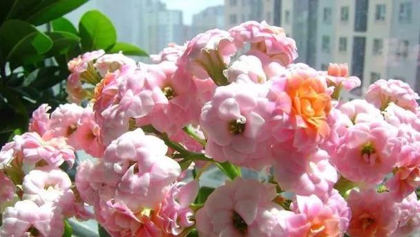 老人口中的花语有哪些？它们各自代表什么？