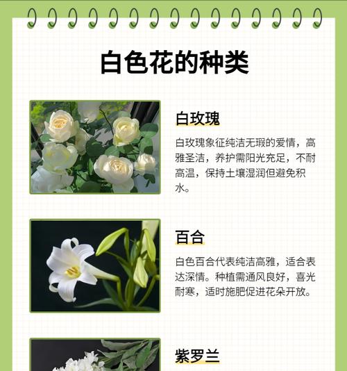 盛放白色玫瑰花有何寓意？白色玫瑰代表什么？