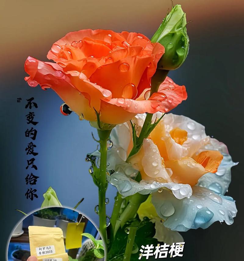 哪种花象征着爱情的永恒？