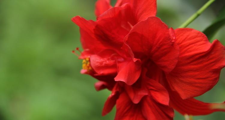 红色扶桑花代表什么含义？红色扶桑花的象征意义是什么？