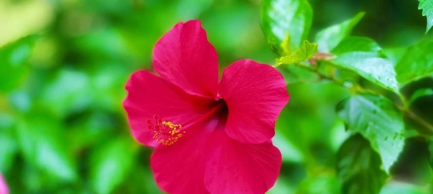 红色扶桑花代表什么含义？红色扶桑花的象征意义是什么？