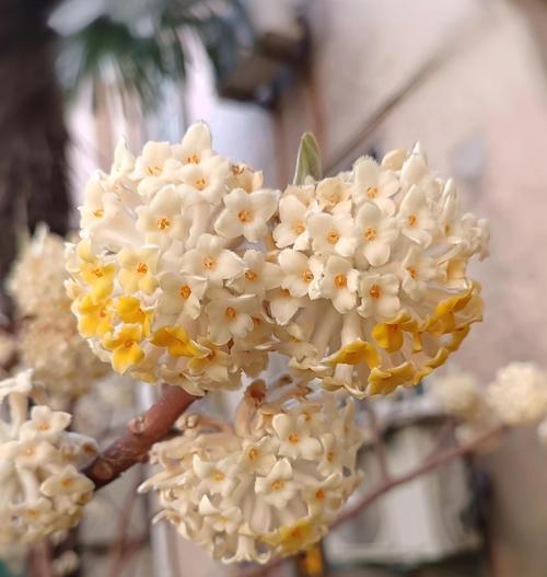 哪种花象征着鉴定爱情？鉴定爱情的花有哪些特点？