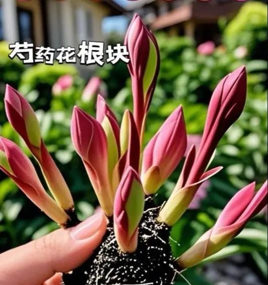 哪种花象征着鉴定爱情？鉴定爱情的花有哪些特点？