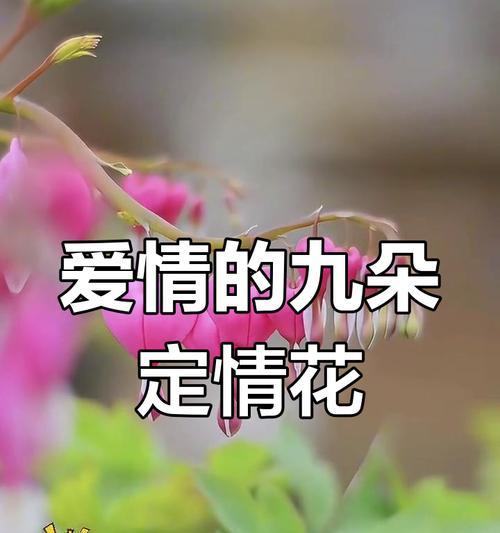 哪种花象征着鉴定爱情？鉴定爱情的花有哪些特点？