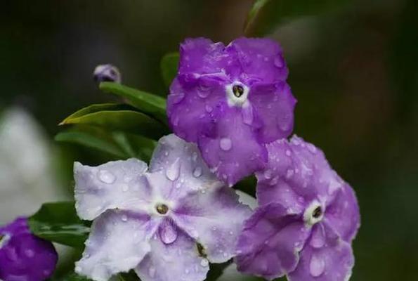 紫色茉莉花代表什么？紫色茉莉花的花语是什么？